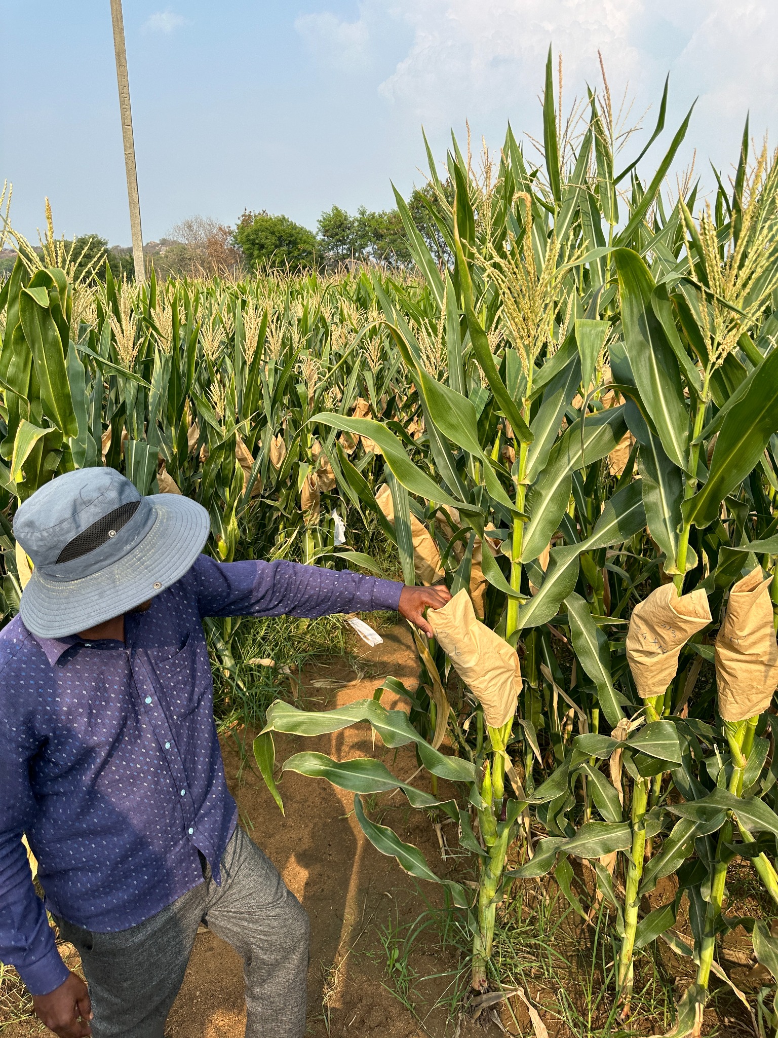 Real crop field observation
